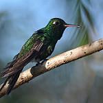 Cuban Emerald / Riccordia ricordii