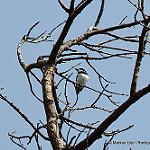Ituri Batis / Batis ituriensis