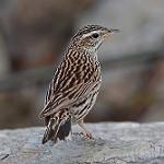Гималайский конёк / Anthus sylvanus
