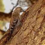 Аравийский дятел / Dendrocoptes dorae
