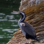 New Zealand King Shag / Leucocarbo carunculatus