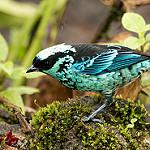 Берилловая танагра / Tangara nigroviridis