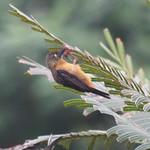 Ploceus castaneofuscus