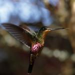 Синегорлый инка / Coeligena helianthea