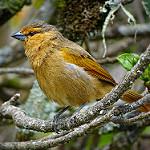 Brown Tanager / Orchesticus abeillei