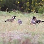 Baudin's Black Cockatoo / Zanda baudinii
