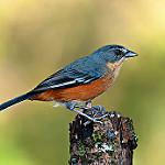 Buff-throated Warbling Finch / Microspingus lateralis