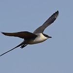 Длиннохвостый поморник / Stercorarius longicaudus