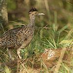 Пампасный тинаму / Nothoprocta cinerascens
