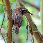 Stripe-breasted Wren / Cantorchilus thoracicus