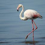 Фламингообразные / Phoenicopteriformes фото
