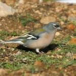 Fringilla spodiogenys