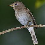 Brown-streaked Flycatcher / Muscicapa williamsoni