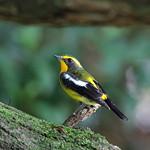 Green-backed Flycatcher / Ficedula elisae