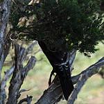 Grey Currawong / Strepera versicolor