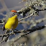 Brown-capped Whitestart / Myioborus brunniceps