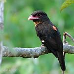 Dusky Broadbill / Corydon sumatranus