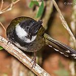 Eastern Whipbird / Psophodes olivaceus