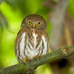 Colima Pygmy Owl / Glaucidium palmarum