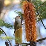 Large-billed Scrubwren / Sericornis magnirostra
