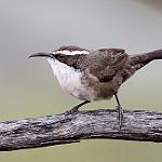 White-browed Babbler / Pomatostomus superciliosus