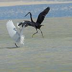 Мадагаскарская рифовая цапля / Egretta dimorpha