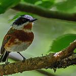 Cape Batis / Batis capensis