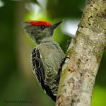 Grey-and-buff Woodpecker / Hemicircus concretus