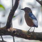Giant Pitta / Hydrornis caeruleus