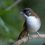 Grey-sided Laughingthrush / Pterorhinus caerulatus