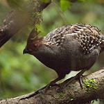 Пестрокрылый зубцеклювый перепел / Odontophorus capueira