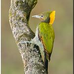 Greater Yellownape / Chrysophlegma flavinucha
