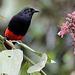 Red-bellied Grackle / Hypopyrrhus pyrohypogaster
