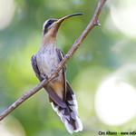 Broad-tipped Hermit / Anopetia gounellei