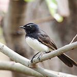 Bismarck Fantail / Rhipidura dahli