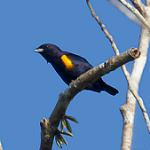 Золотобокая эуфония / Euphonia cayennensis