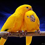 Golden Parakeet / Guaruba guarouba