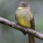 Finsch's Bulbul / Iole finschii