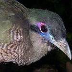 Суматранская воронья кукушка / Carpococcyx viridis