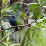 Ecuadorian Seedeater / Amaurospiza aequatorialis