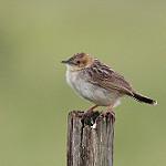Aberdare Cisticola / Cisticola aberdare