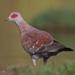Крапчатый голубь / Columba guinea