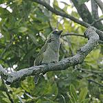 Green Barbet / Cryptolybia olivacea