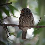 Semicollared Puffbird / Malacoptila semicincta