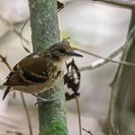 Spotted Antbird / Hylophylax naevioides