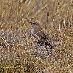 Streak-throated Canastero / Asthenes humilis