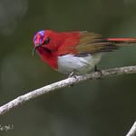 Temminck's Sunbird / Aethopyga temminckii