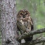 Himalayan Owl / Strix nivicolum