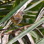 Большая бурогрудка / Bradypterus grandis