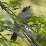 Brown Fulvetta / Alcippe brunneicauda